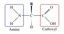 amino_acid_structure.webp|300